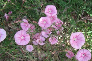 Convolvulus oleifolius (1) (1200 x 799)